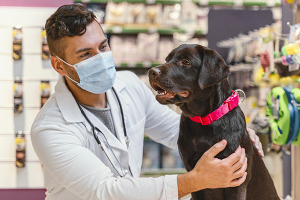 Pharmacien prodiguant des conseils sur les produits vétérinaires.